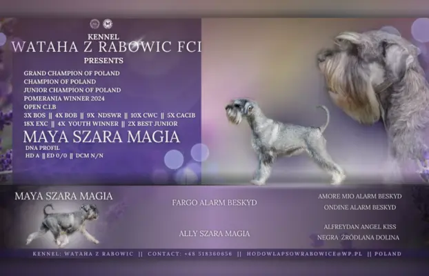 szczenięta sznaucer średni 4