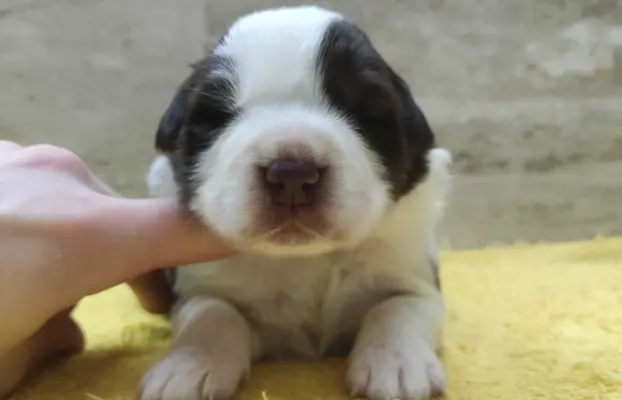 Rasowy pies Border Collie z pełną dok. przebadani rodzice 1