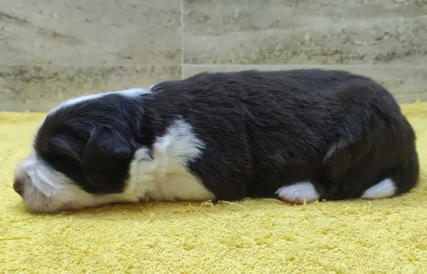 Rasowy pies Border Collie z pełną dok. przebadani rodzice 2