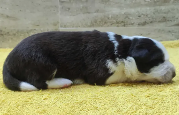 Rasowy pies Border Collie z pełną dok. przebadani rodzice 3