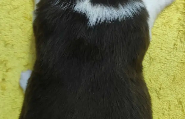 Rasowy pies Border Collie z pełną dok. przebadani rodzice 4