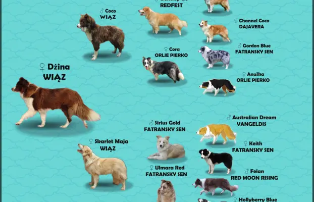 Rasowy pies Border Collie z pełną dok. przebadani rodzice 7