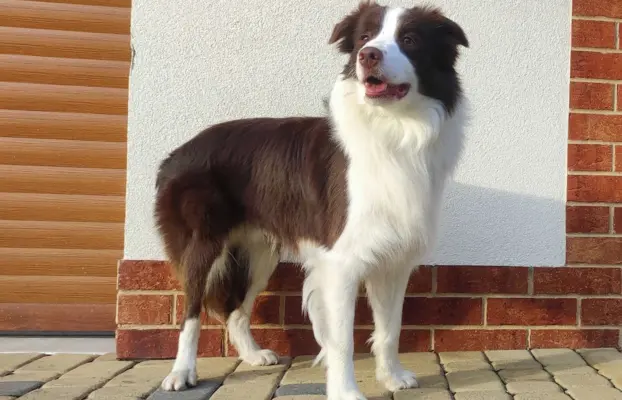Rasowy pies Border Collie z pełną dok. przebadani rodzice 8