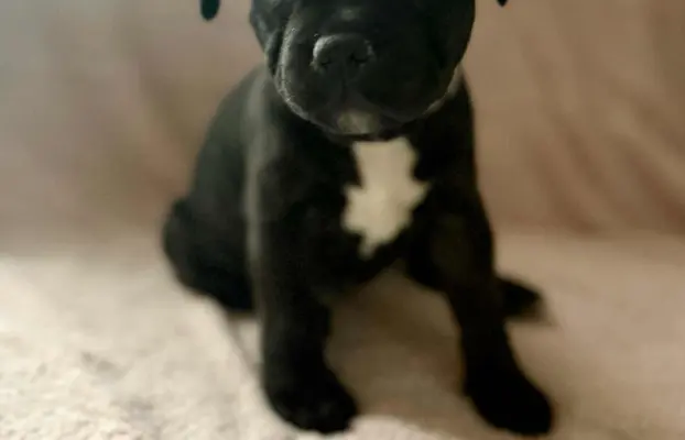 Staffordshire Bull Terrier, Stafik, Staffik 2
