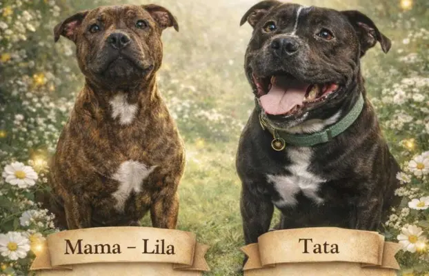 Staffordshire Bull Terrier, Stafik, Staffik 4