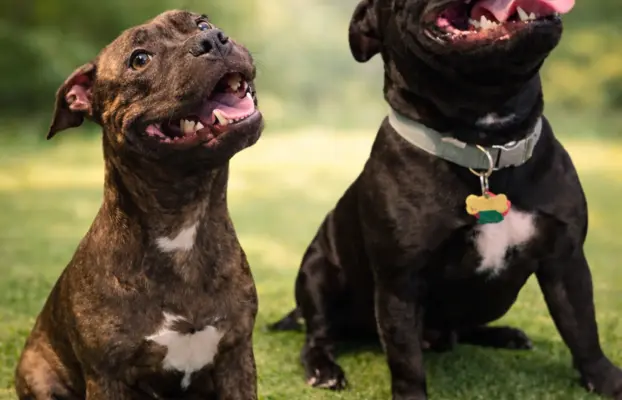 Staffordshire Bull Terrier, Stafik, Staffik 6