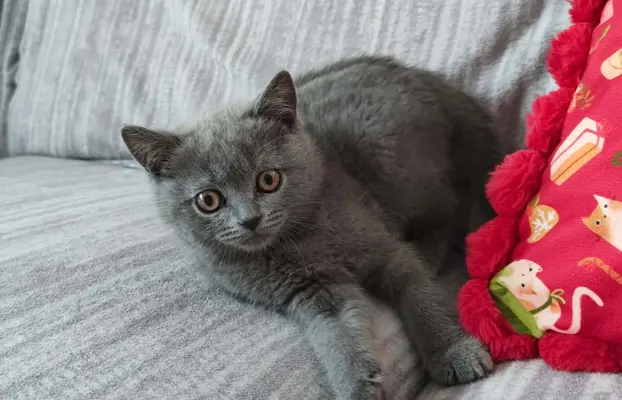 Kotka Brytyjska krótkowłosa niebieska (Lusia) 1