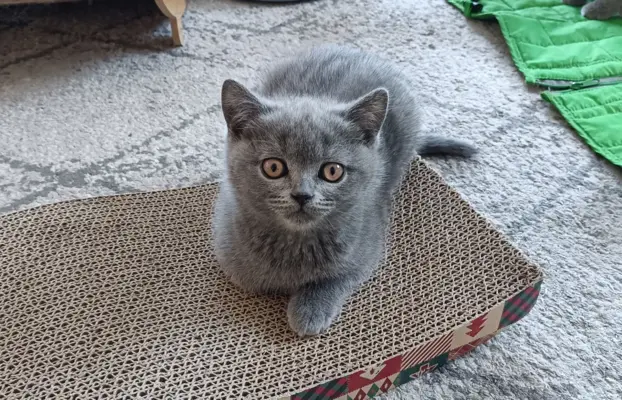 Kotka Brytyjska krótkowłosa niebieska (Lusia) 2