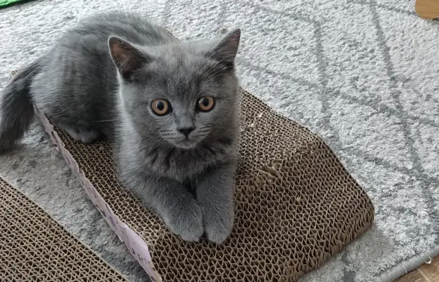 Kotka Brytyjska krótkowłosa niebieska (Lusia) 3