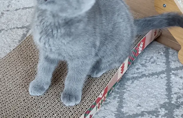 Kotka Brytyjska krótkowłosa niebieska (Lusia) 4