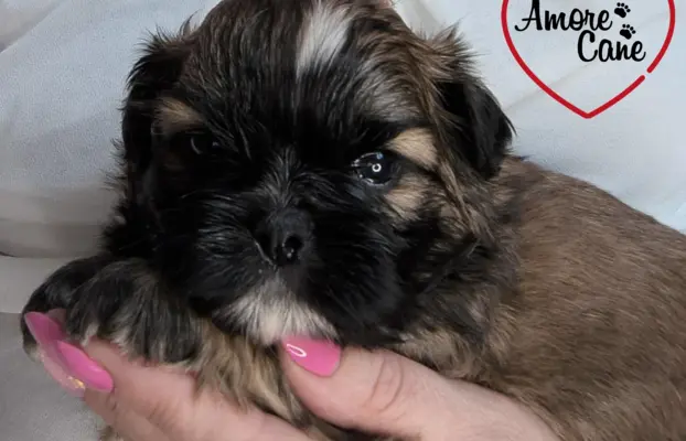 Przepiękny piesek shih tzu. 1