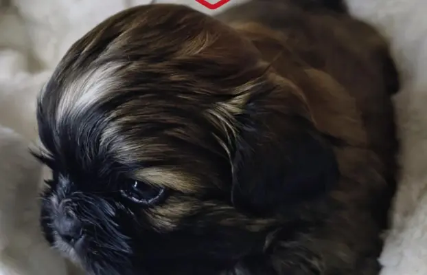 Przepiękny piesek shih tzu. 2