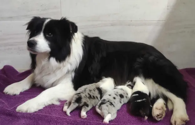 Rasowy pies bluemerle Border Collie z pełną dok. przebadani 5