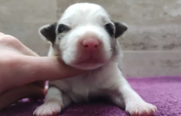 Rasowy pies bluemerle Border Collie z pełną dok. przebadani 2