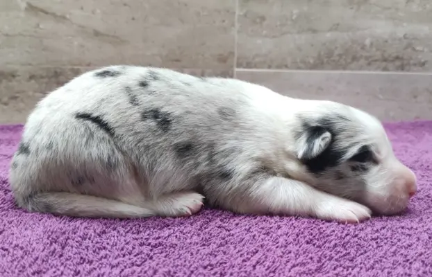 Rasowy pies bluemerle Border Collie z pełną dok. przebadani 3