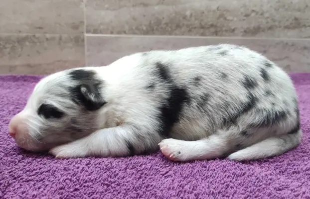 Rasowy pies bluemerle Border Collie z pełną dok. przebadani 1