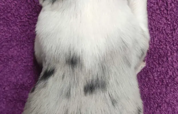 Rasowy pies bluemerle Border Collie z pełną dok. przebadani 4