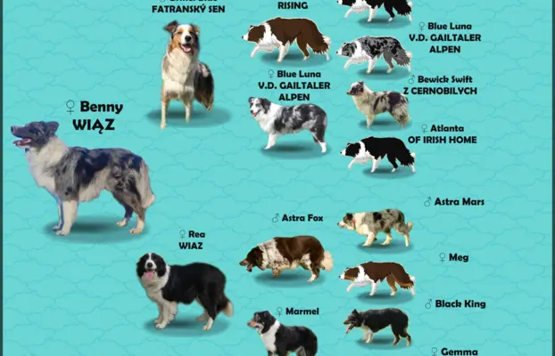 Rasowy pies bluemerle Border Collie z pełną dok. przebadani 9