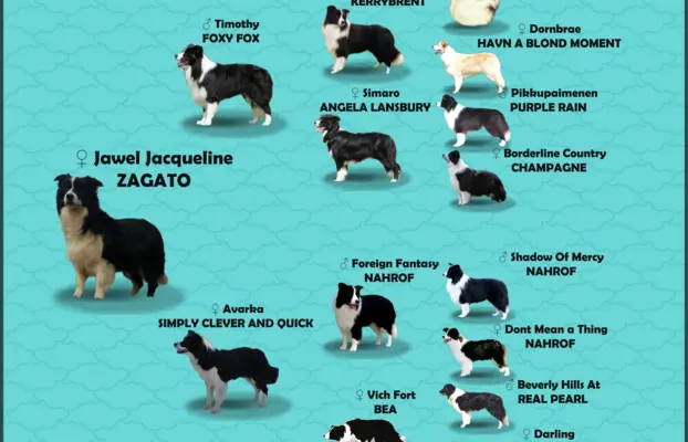 Rasowy pies bluemerle Border Collie z pełną dok. przebadani 7