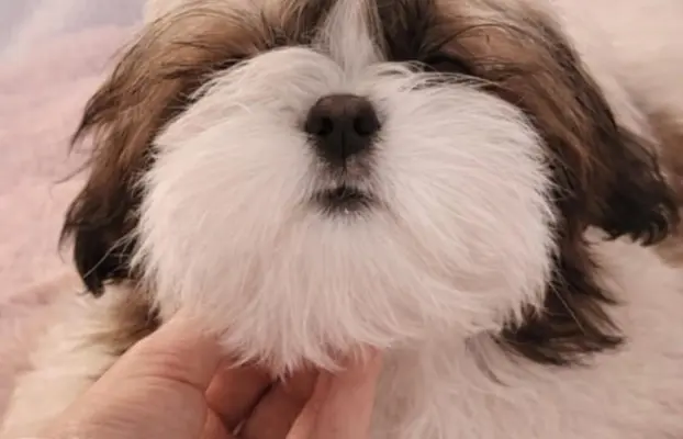 Piesek Shih Tzu 1