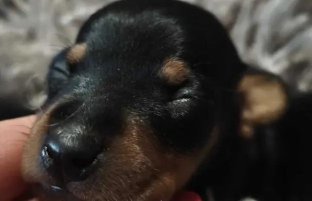 Pinczer Miniaturowy szczenięta ZKWP FCI 2