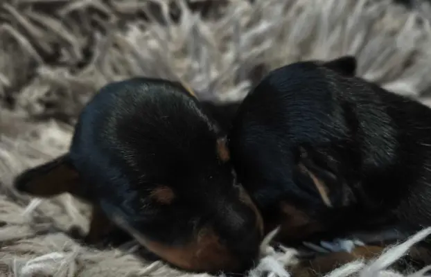 Pinczer Miniaturowy szczenięta ZKWP FCI 1