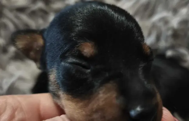 Pinczer Miniaturowy szczenięta ZKWP FCI 3