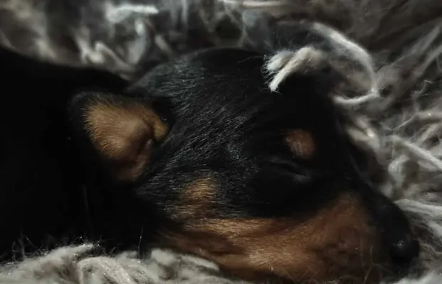 Pinczer Miniaturowy szczenięta ZKWP FCI 4