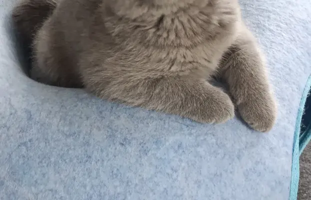 Kotka Brytyjska krótkowłosa niebieska (Lalka) 2