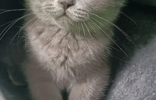 Kotka Brytyjska krótkowłosa niebieska (Lalka) 3