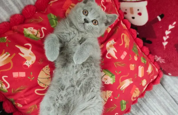 Kotka Brytyjska krótkowłosa niebieska (Lalka) 1