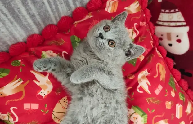 Kotka Brytyjska krótkowłosa niebieska (Lalka) 6