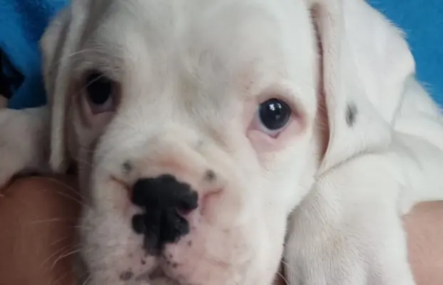 BOKSER - biała suczka (szczenię FCI) 2