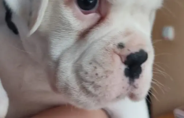 BOKSER - biała suczka (szczenię FCI) 3