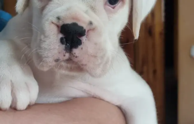 BOKSER - biała suczka (szczenię FCI) 5