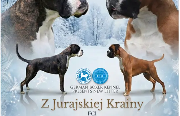 BOKSER - biała suczka (szczenię FCI) 6