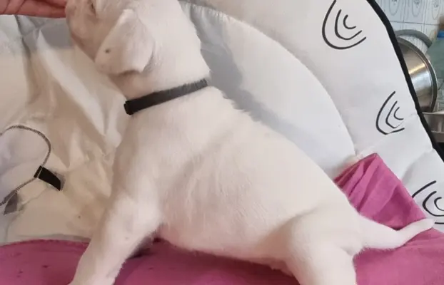 BOKSER - biała suczka (szczenię FCI) 4