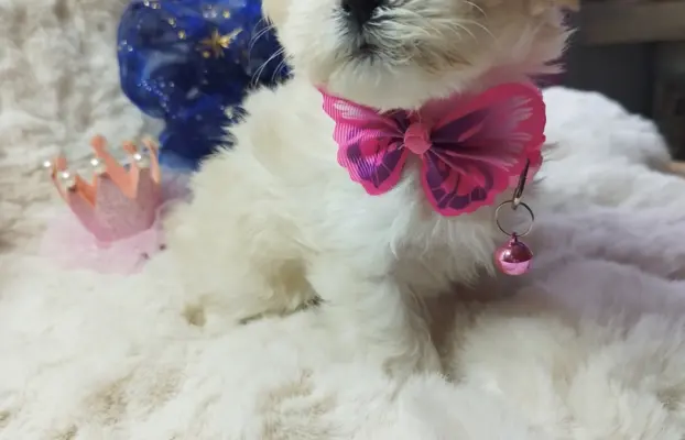 Maltipoo suczka 2