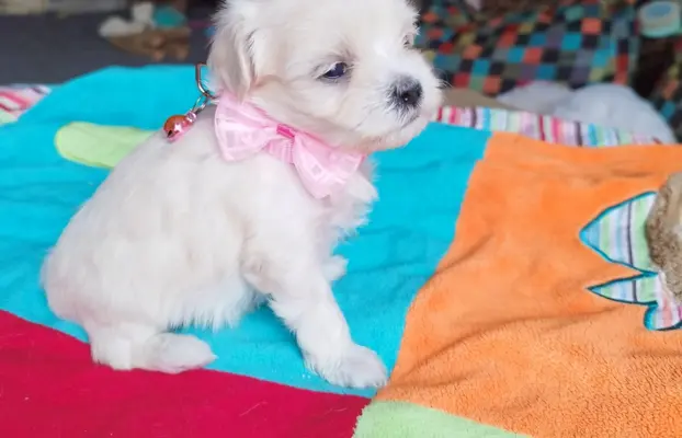 Maltipoo suczka 1
