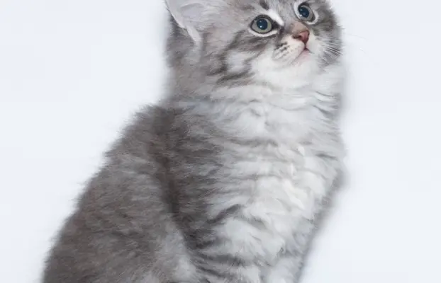 Syberyjski kociak – Romeo blue tabby – championowska linia! 2