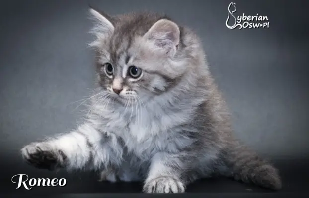 Syberyjski kociak – Romeo blue tabby – championowska linia! 3