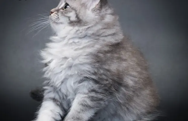 Syberyjski kociak – Romeo blue tabby – championowska linia! 4