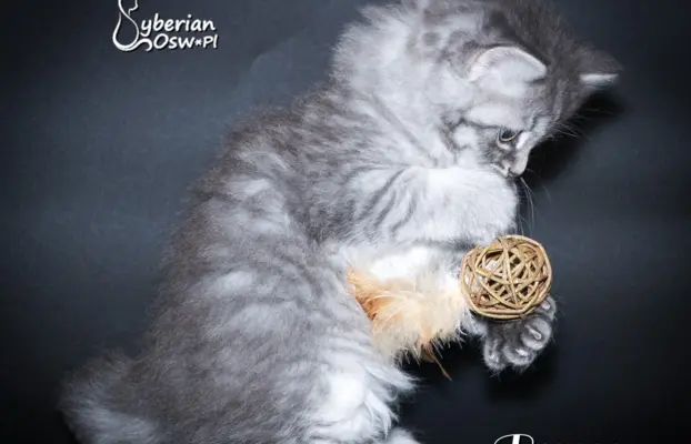 Syberyjski kociak – Romeo blue tabby – championowska linia! 6