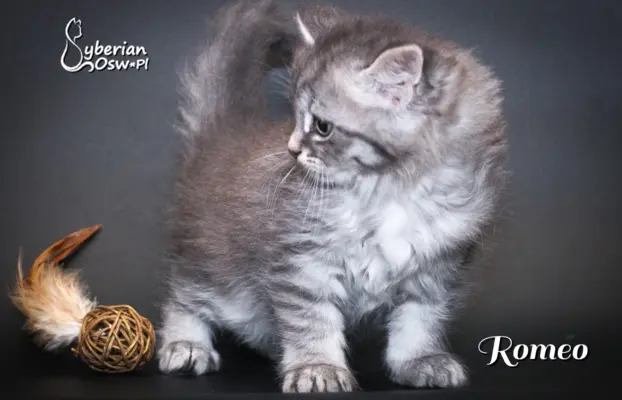 Syberyjski kociak – Romeo blue tabby – championowska linia! 7