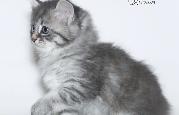 Syberyjski kociak – Romeo blue tabby – championowska linia! 8