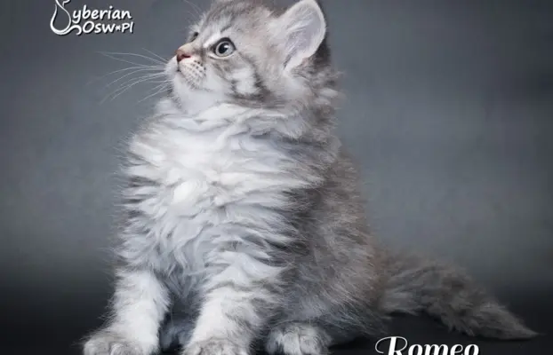 Syberyjski kociak – Romeo blue tabby – championowska linia! 9
