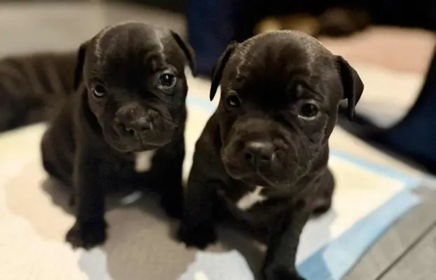 Staffordshire Bull Terrier, Stafik, Staffik 3