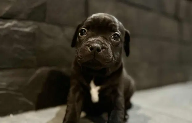 Staffordshire Bull Terrier, Stafik, Staffik 4