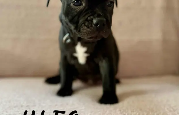 Staffordshire Bull Terrier, Stafik, Staffik 6