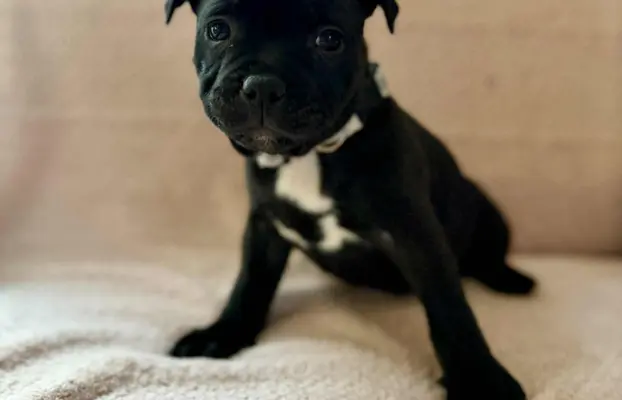 Staffordshire Bull Terrier, Stafik, Staffik 7